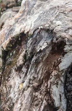 Weathered Decaying Tree Bark Texture In Natural Forest Stock-Fotos
