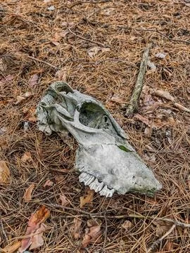 Weathered Deer Skull on Forest Floor 库存照片