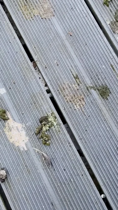 Weathered Dock Boards With Goose Droppings at Canoe Sprint Venue Stock Footage 345181632
