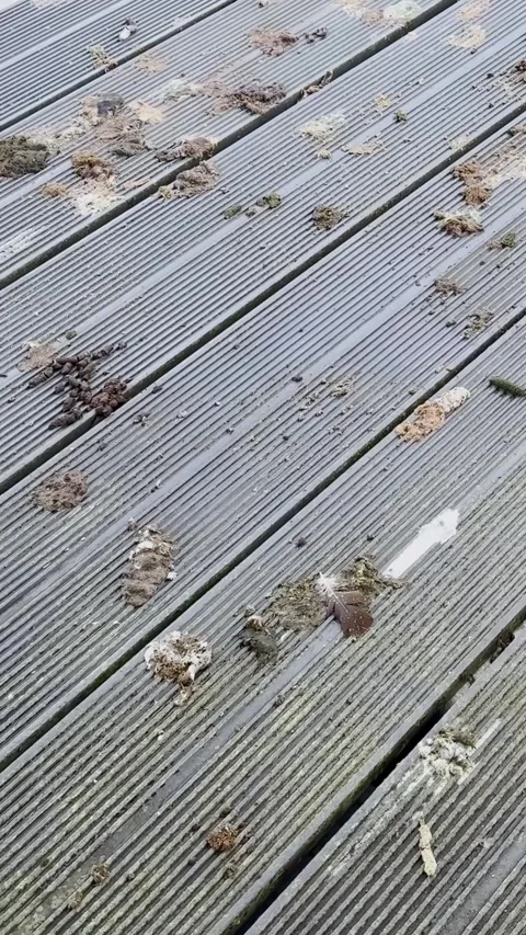 Weathered Dock Surface With Goose Droppings at Canoe Sprint Venue Stock Footage 345181478
