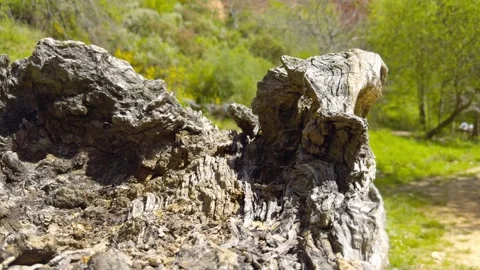 Weathered Dried Trunk On A Forest Path Surrounded By Vegetation And Trees Stock Footage 311034593