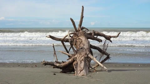 Weathered Driftwood Log on Cold Winter Shoreline Shaped by Natural Erosion Into Stock-Footage 331145015