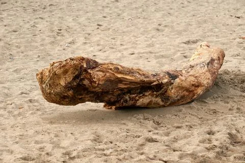 Weathered driftwood log  Stock Photos