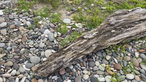Weathered Driftwood Log Resting on Pebbles Along a Rocky Shore Stock Footage 340007311