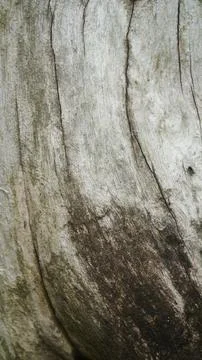 Weathered Driftwood Texture Background, Light Grey Aged Wood Surface with N.. Stock Photos