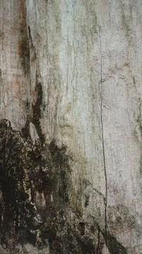 Weathered Driftwood Texture Background, Light Grey Aged Wood Surface with N.. Stock Photos