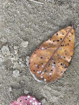 Weathered Dry Leaf with Multiple Holes Resting on Sandy Ground 스톡 사진