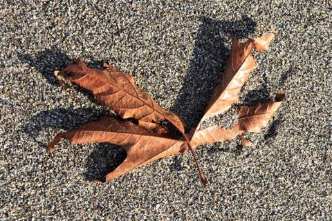Weathered dry maple leaf on sand Texture. Summer beach background. 스톡 사진