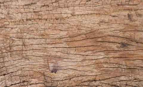 Weathered Dry Tree Bark Texture Background with Natural Organic Wood Pattern Foto stock