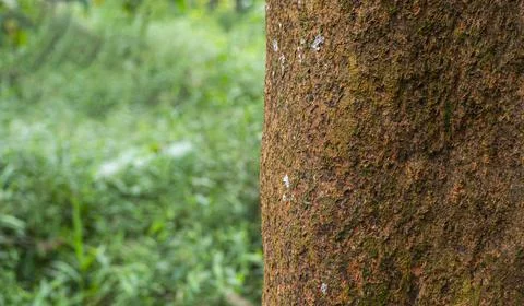 Weathered Dry Tree Trunk Bark Texture with Natural Green Bokeh Background Stock Photos
