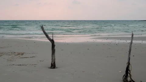 Weathered dry trees on the beach as the tide rolls in Vídeo Stock 286110128