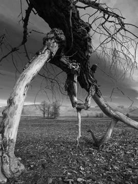 Weathered fallen tree frames barren landscape with distant hills and sky and Stock Photos