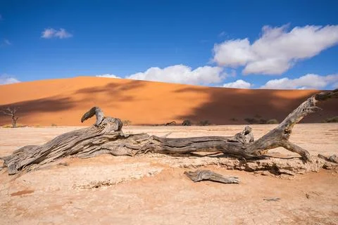 Weathered fallen tree lies across the Deadvlei pan in Namibia Stock Photos
