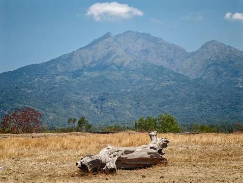 Weathered Fallen Tree Log in Dry Field with Mountain Background Foto stock