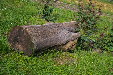 Weathered fallen tree log resting in green grass with natural wood texture .. Foto stock