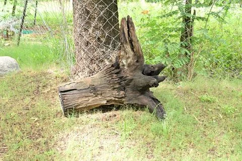 Weathered fallen tree stump with natural wood texture on grassy forest floor Stock Photos