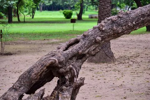 Weathered fallen tree trunk in a green park Stock Photos