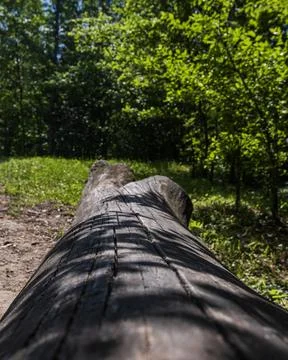 Weathered Fallen Tree Trunk in Sunlit Forest Clearing Photos