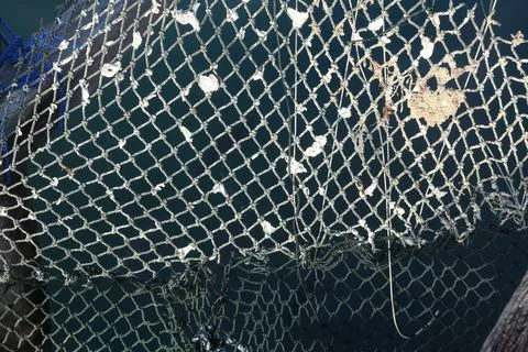 Weathered fishing net with attached shells on wooden dock 库存照片
