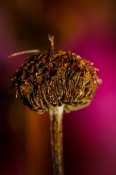 Weathered flower in winter Stock Photos