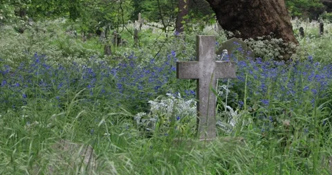 Weathered gravestone cross surrounded by grass blue wildflowers in old cemetery Stock Footage 319766130