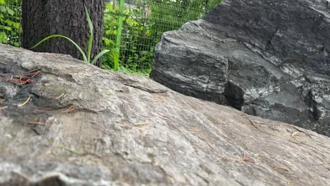 Weathered Gray Rock Texture with Scattered Pine Needles and Swaying Grass Video stock 347273021