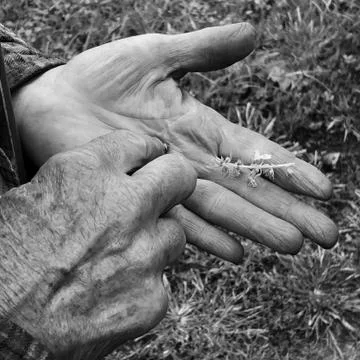 Weathered hands of a gardner Stock Photos