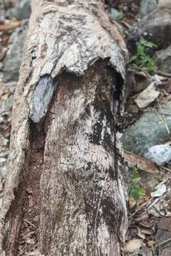Weathered Hollow Tree Log Texture In Natural Forest Stock Photos