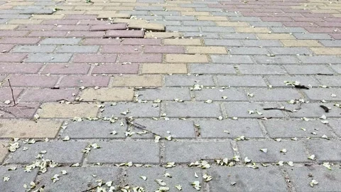 Weathered Interlocking Brick Pavement with Fallen Leaves and Cracks Stock Footage 336942226