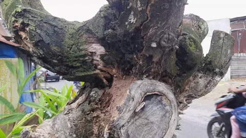Weathered jackfruit tree on the side of the road Stock Footage 274227673