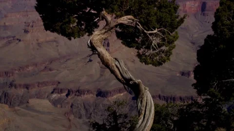 Weathered juniper tree trunk against a blurred canyon backdrop Stock Footage 329761402