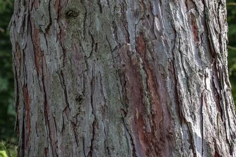Weathered larch bark with layered surface detail Stock Photos