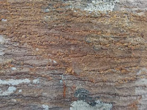 Weathered Layered Bark Texture of Letang Meranti Wood from Borneo Stock Photos