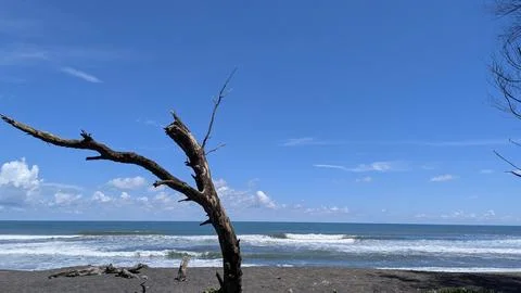 A weathered, leafless tree trunk stands on a dark sand beach. Blue ocean wa.. Stock Photos