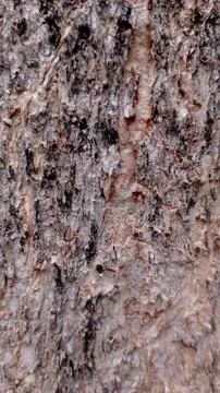 Weathered Light Brown Gray Tree Bark Seamless Texture Natural Background Stock Photos