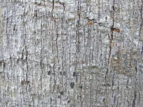 Weathered Light Gray Tree Bark Texture Close Up Stock Photos