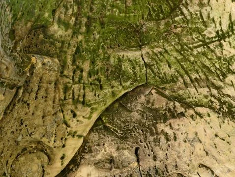 Weathered limestone cave wall with green moss and erosion patterns Stock Photos