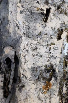 Weathered limestone rock texture with natural cavities and lichen Stock Photos