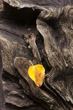 Weathered log and leaf. Stock Photos