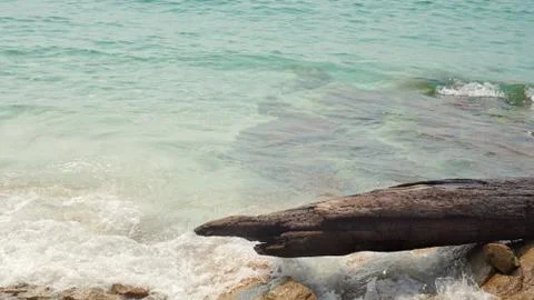 A weathered log on pebble beach. Stock Photos