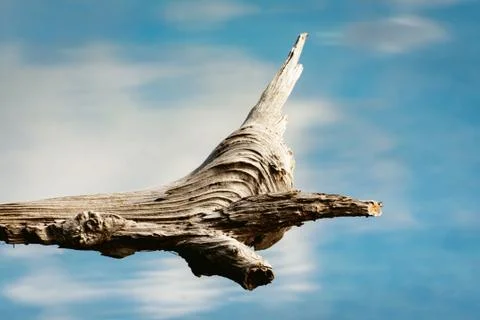 Weathered log 库存照片