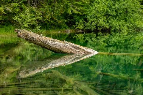 Weathered Log Reflecs In The Clear Still Water Of Green Lake 库存照片