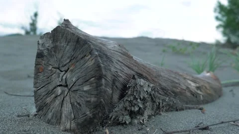 Weathered Log on Sandy Beach with Green Vegetation Stock Footage 301430426