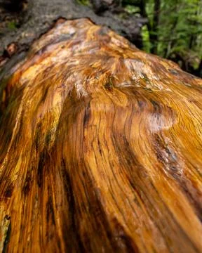 Weathered Log Texture: Abstract Forest Wood Grain Stock Photos