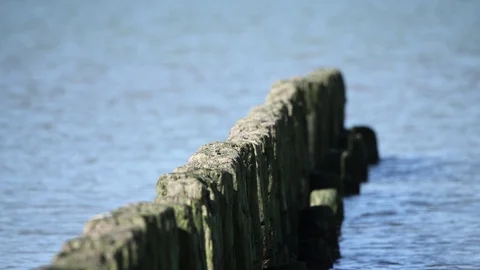 Weathered logs in sea. Stock Footage 106337718