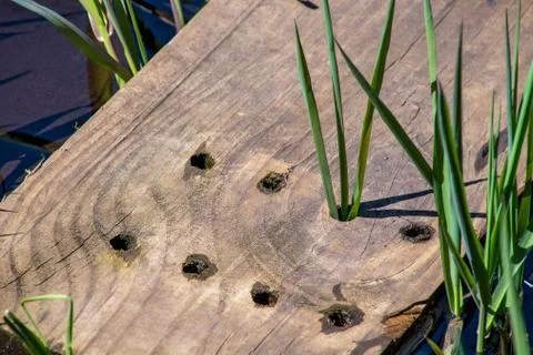 Weathered lumber with plants Stock Photos