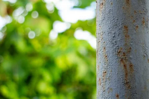 Weathered metal pipe with rust against a blurry green nature background 스톡 사진