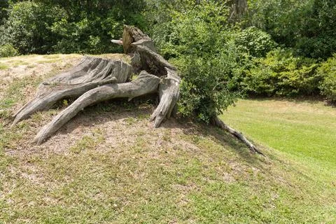 Weathered Oak Stump Stock Photos