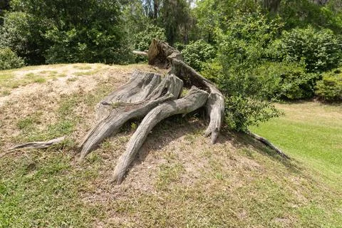 Weathered Oak Stump Stock Photos