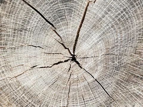 Weathered oak tree cross section 스톡 사진